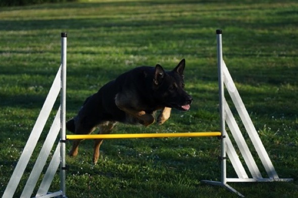 Agility2